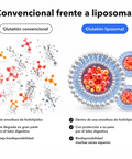 Glutatión Liposomal: Convencional frente a liposomal