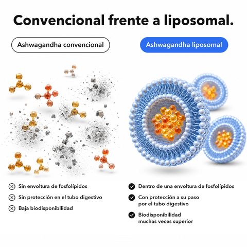 Ashwagandha Liposomal (Cápsulas): Convencional frente a liposomal