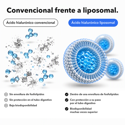 Ácido Hialurónico Liposomal: Convencional frente a liposomal
