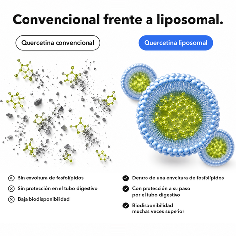 Quercetina Liposomal: Convencional frente a liposomal