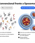 Raíz de Maca Liposomal: Convencional frente a liposomal