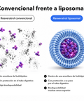 Resveratrol Liposomal: Convencional frente a liposomal