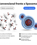 Selenio Liposomal: Convencional frente a liposomal