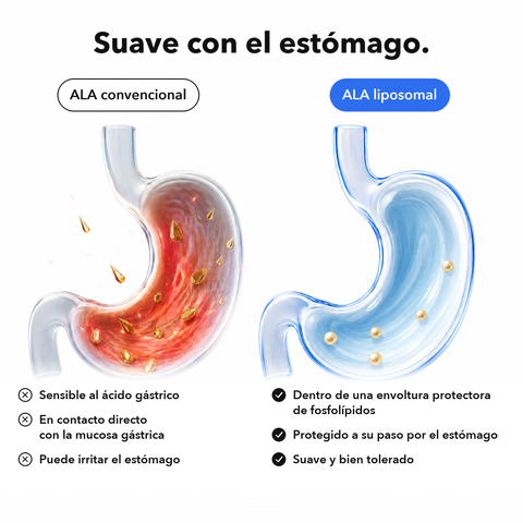 Ácido Alfa-Lipoico Liposomal (ALA): Suave con el estómago