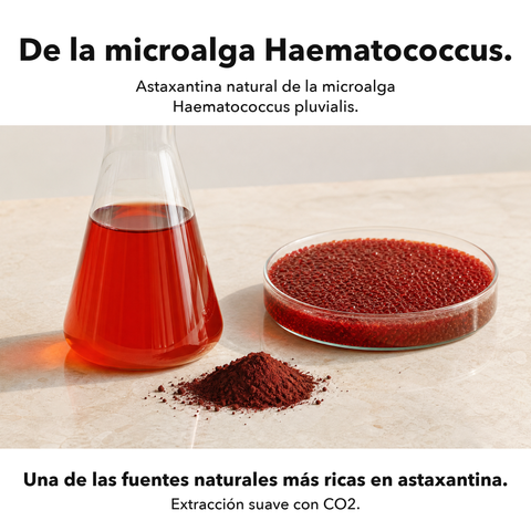 Extracto de Astaxantina Liposomal: De la microalga Haematococcus