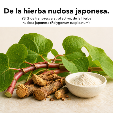 Resveratrol Liposomal: De la hierba nudosa japonesa
